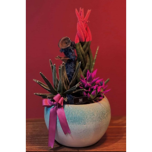 Terrarium Özel seramik saksıda ithal sukulentler